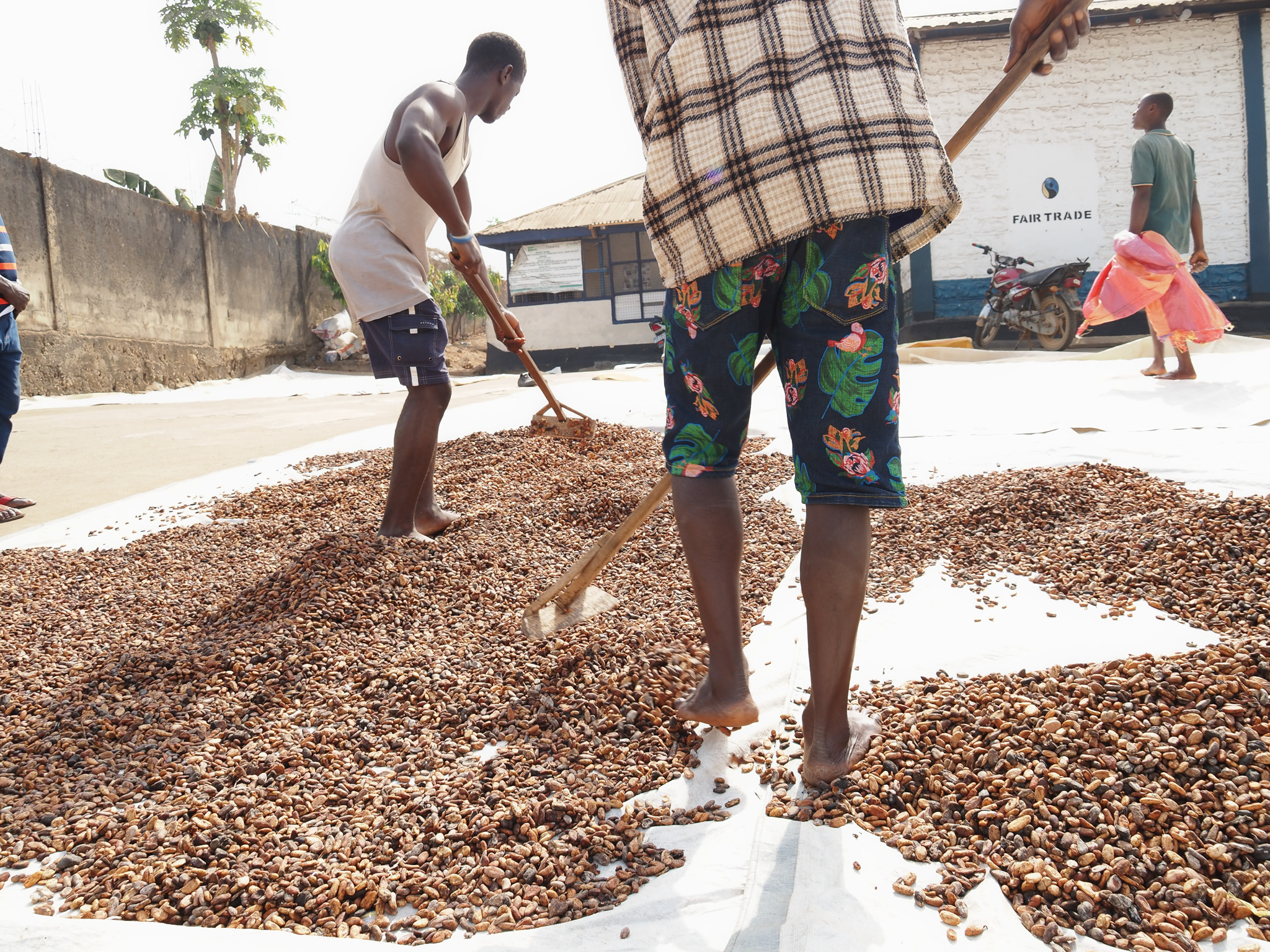 Cocoa sourcing photo