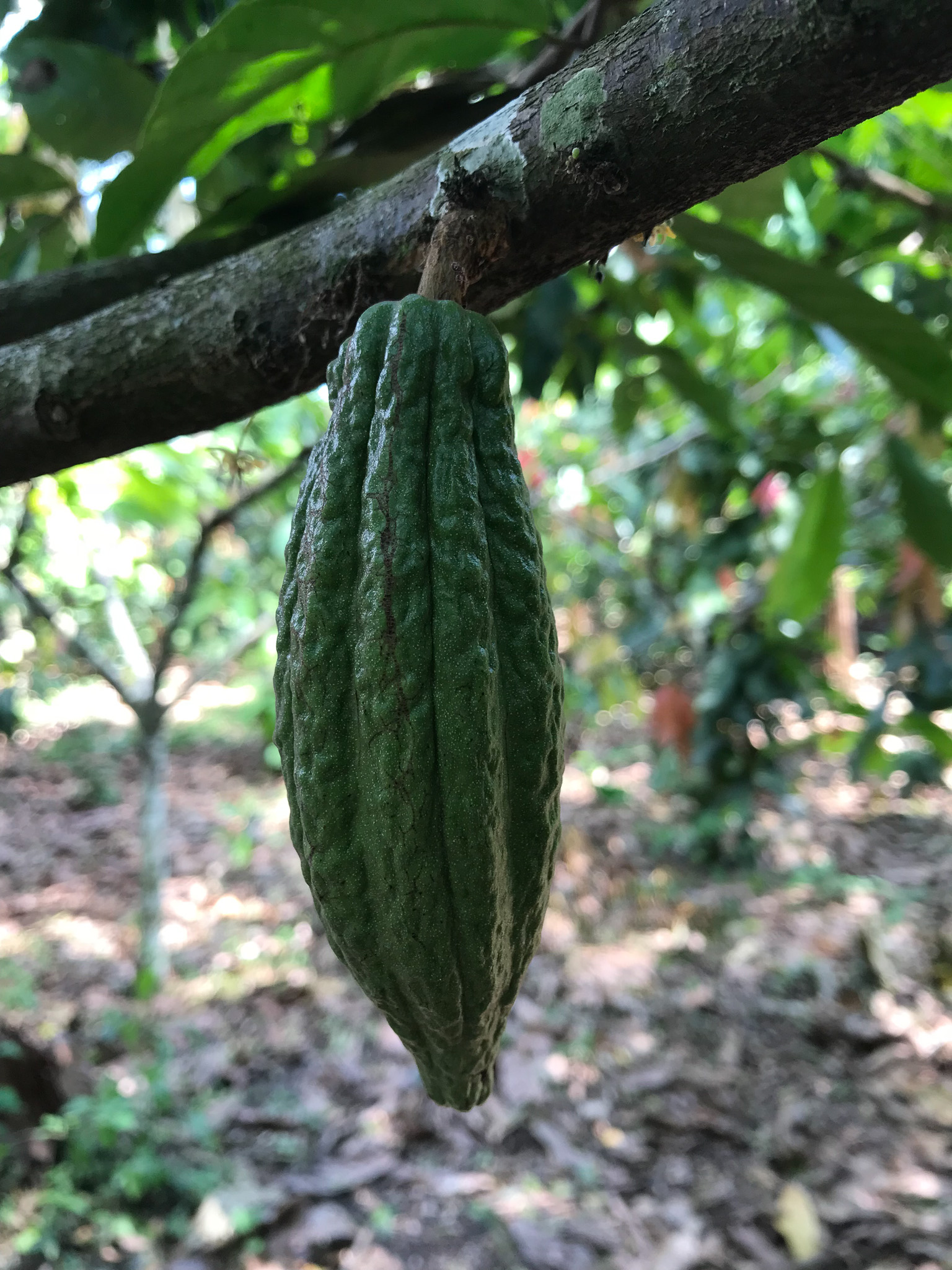 Cocoa sourcing photo