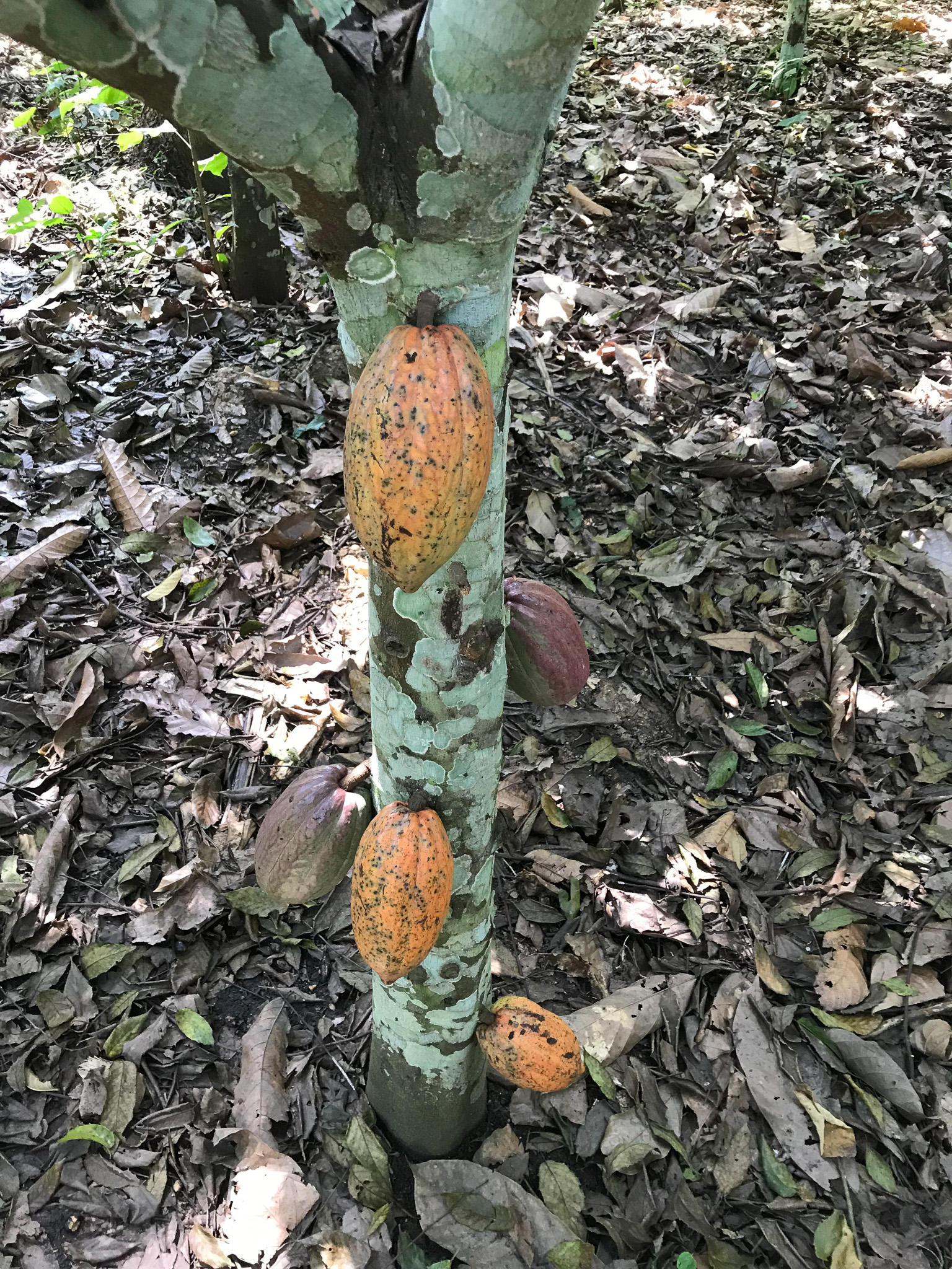 Cocoa sourcing photo