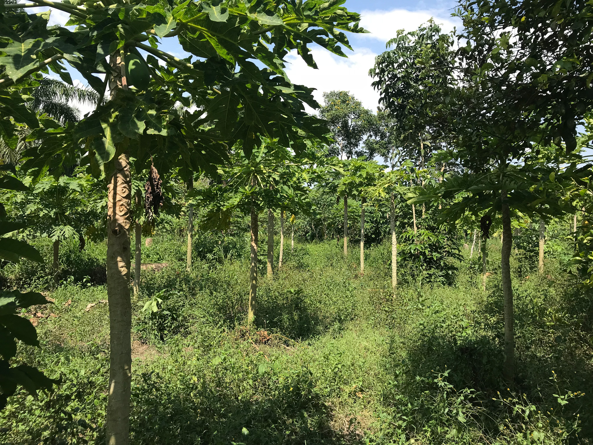 Cocoa agroforestry